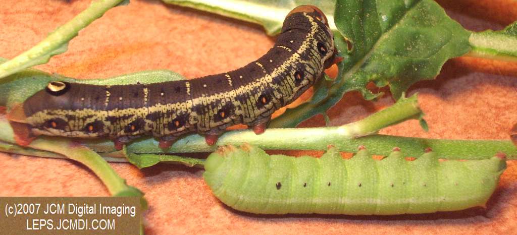 Arctonotus lucidus (Pacific Green Sphinx) Adult insect images and rearing documentary