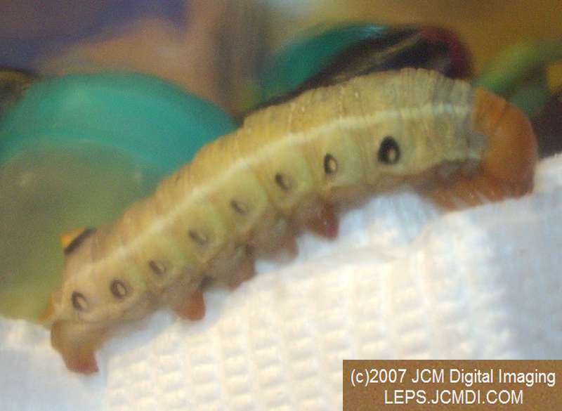 Arctonotus lucidus (Pacific Green Sphinx) Adult insect images and rearing documentary