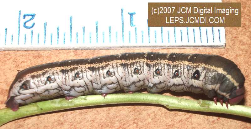 Arctonotus lucidus (Pacific Green Sphinx) Adult insect images and rearing documentary