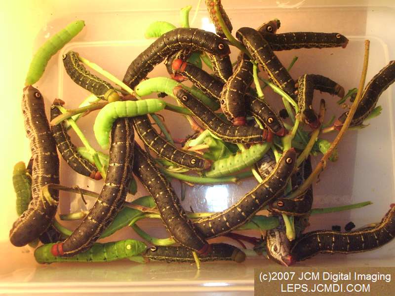 Arctonotus lucidus (Pacific Green Sphinx) Adult insect images and rearing documentary