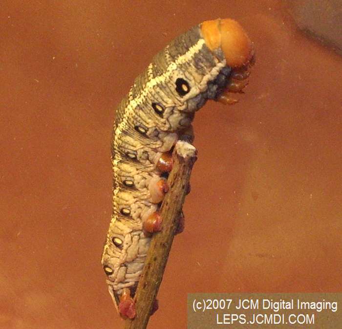 Arctonotus lucidus (Pacific Green Sphinx) Adult insect images and rearing documentary