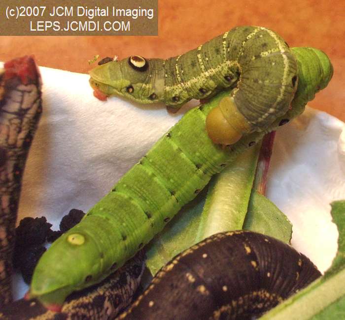 Arctonotus lucidus (Pacific Green Sphinx) Adult insect images and rearing documentary