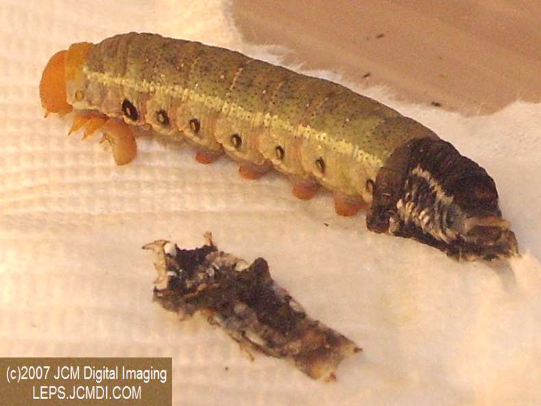 Arctonotus lucidus (Pacific Green Sphinx) Adult insect images and rearing documentary