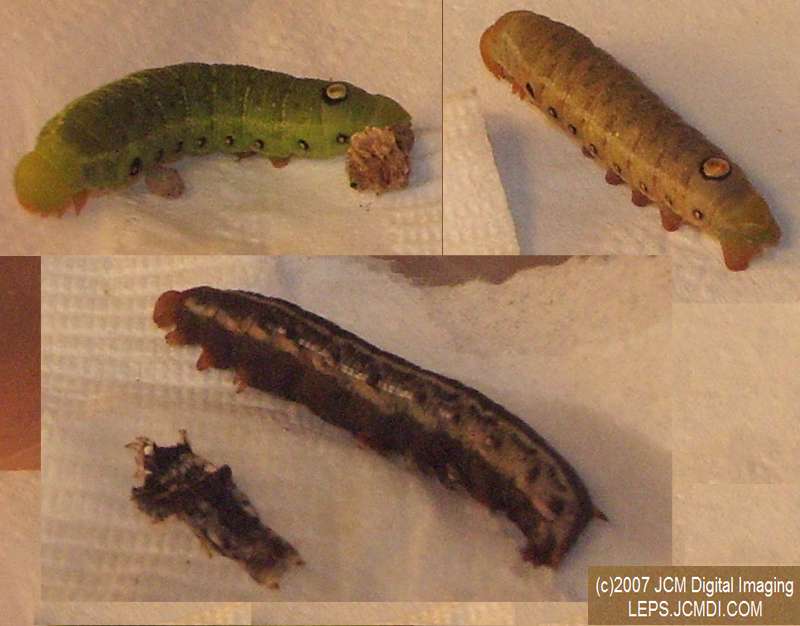 Arctonotus lucidus (Pacific Green Sphinx) Adult insect images and rearing documentary