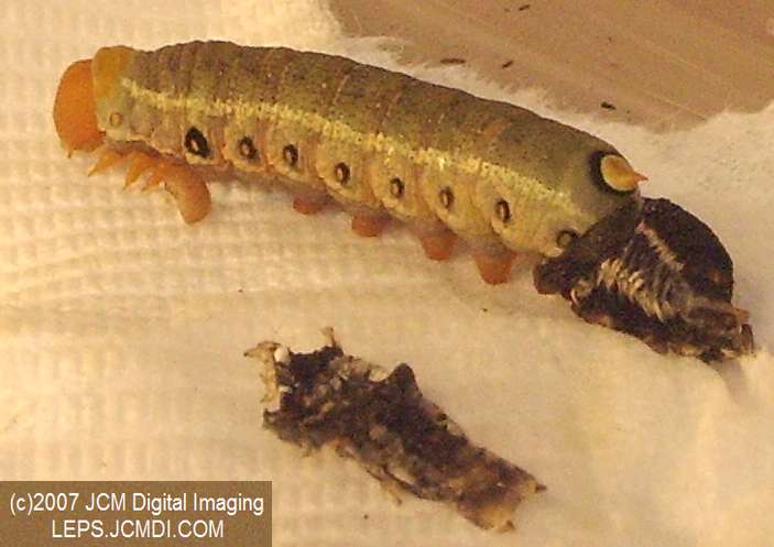 Arctonotus lucidus (Pacific Green Sphinx) Adult insect images and rearing documentary