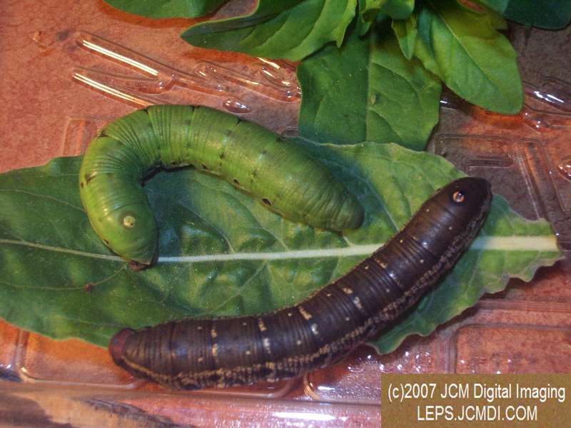 Arctonotus lucidus (Pacific Green Sphinx) Adult insect images and rearing documentary