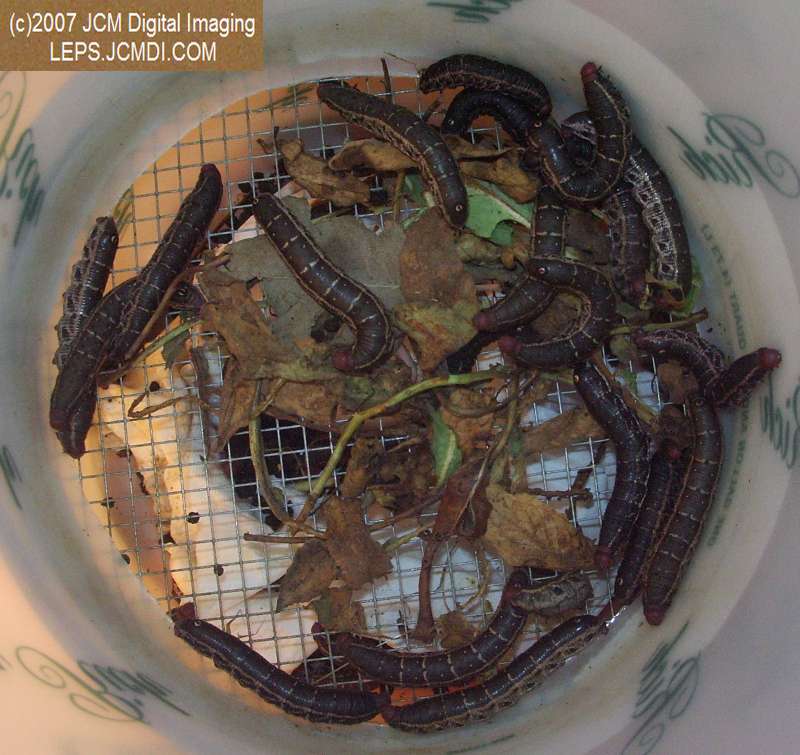 Arctonotus lucidus (Pacific Green Sphinx) Adult insect images and rearing documentary