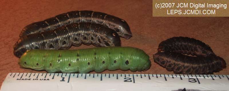 Arctonotus lucidus (Pacific Green Sphinx) Adult insect images and rearing documentary