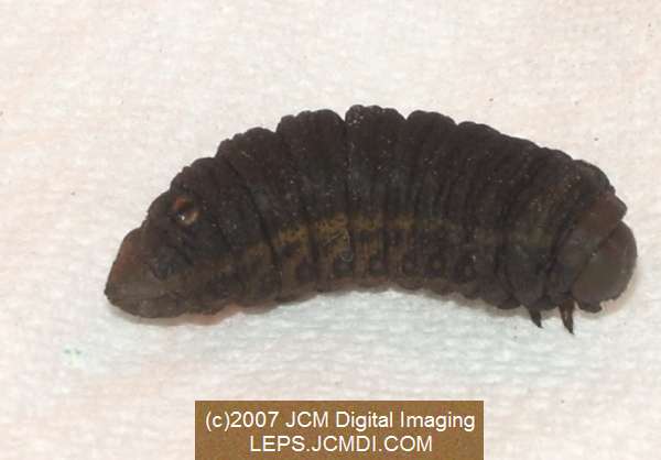 Arctonotus lucidus (Pacific Green Sphinx) Adult insect images and rearing documentary