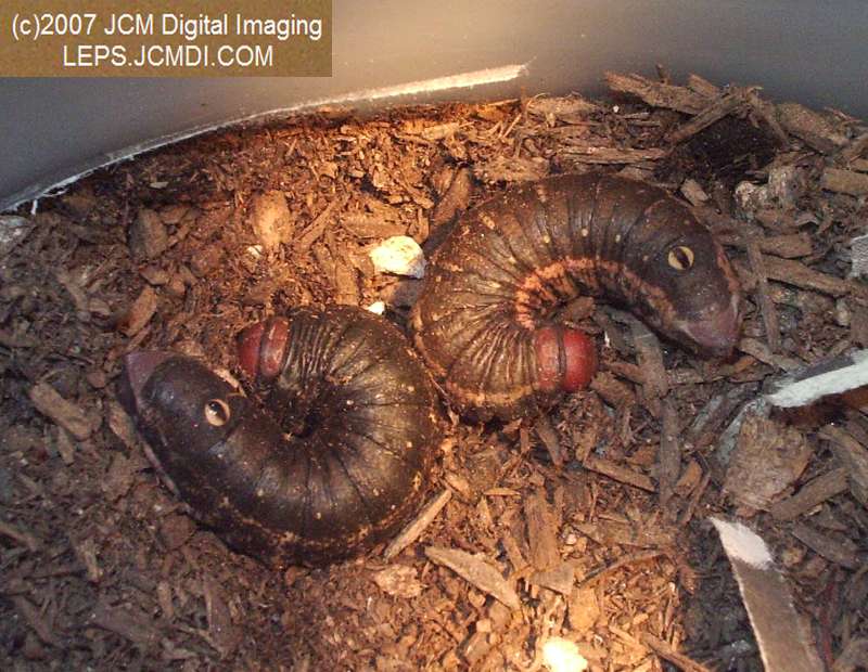 Arctonotus lucidus (Pacific Green Sphinx) Adult insect images and rearing documentary