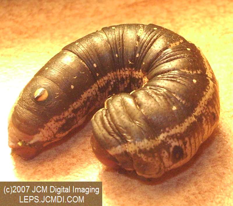 Arctonotus lucidus (Pacific Green Sphinx) Adult insect images and rearing documentary