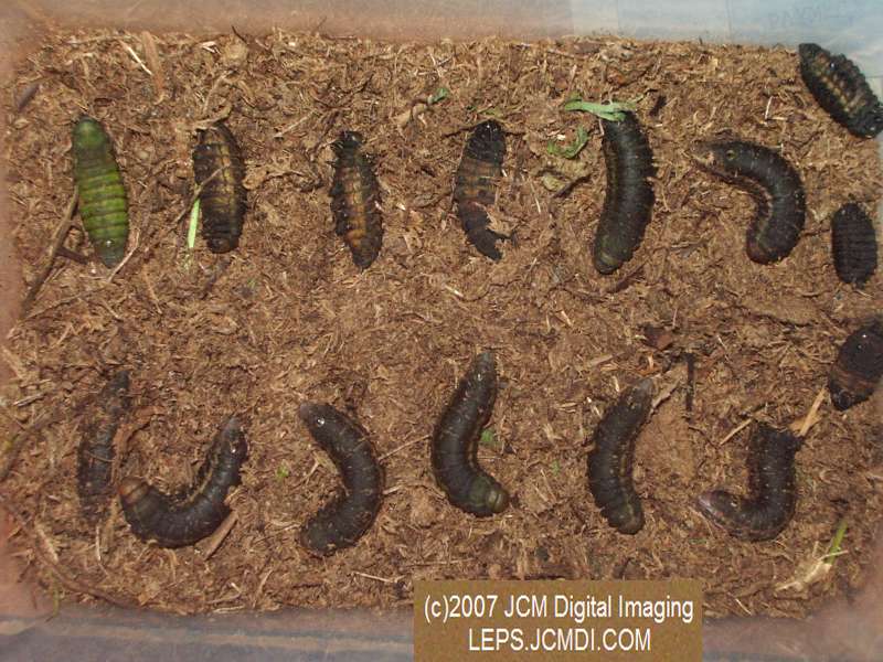 Arctonotus lucidus (Pacific Green Sphinx) Adult insect images and rearing documentary