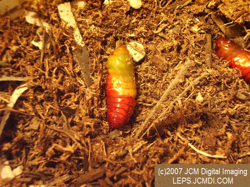 Arctonotus lucidus (Pacific Green Sphinx) Adult insect images and rearing documentary