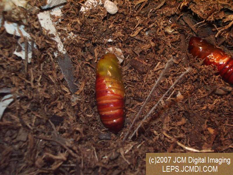 Arctonotus lucidus (Pacific Green Sphinx) Adult insect images and rearing documentary