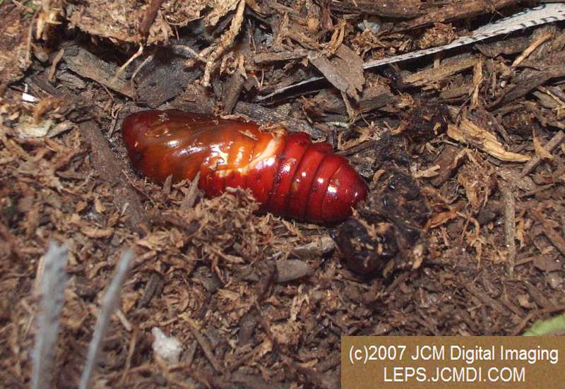 Arctonotus lucidus (Pacific Green Sphinx) Adult insect images and rearing documentary