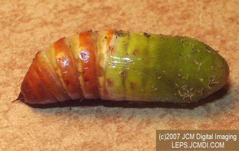 Arctonotus lucidus (Pacific Green Sphinx) Adult insect images and rearing documentary