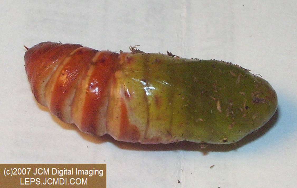 Arctonotus lucidus (Pacific Green Sphinx) Adult insect images and rearing documentary