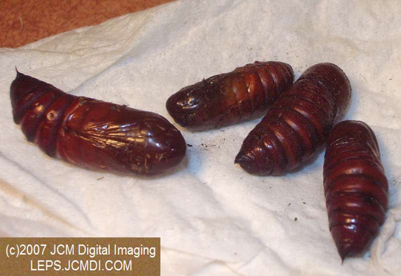 Arctonotus lucidus (Pacific Green Sphinx) Adult insect images and rearing documentary