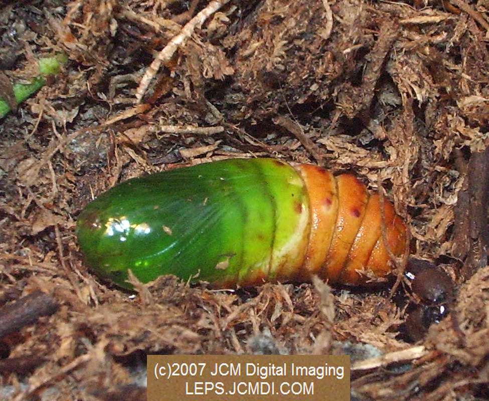 Arctonotus lucidus (Pacific Green Sphinx) Adult insect images and rearing documentary