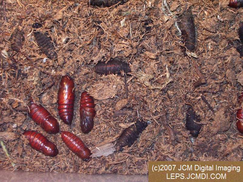 Arctonotus lucidus (Pacific Green Sphinx) Adult insect images and rearing documentary