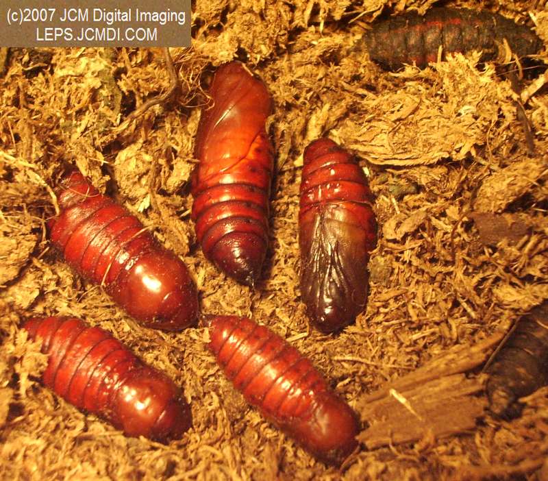 Arctonotus lucidus (Pacific Green Sphinx) Adult insect images and rearing documentary