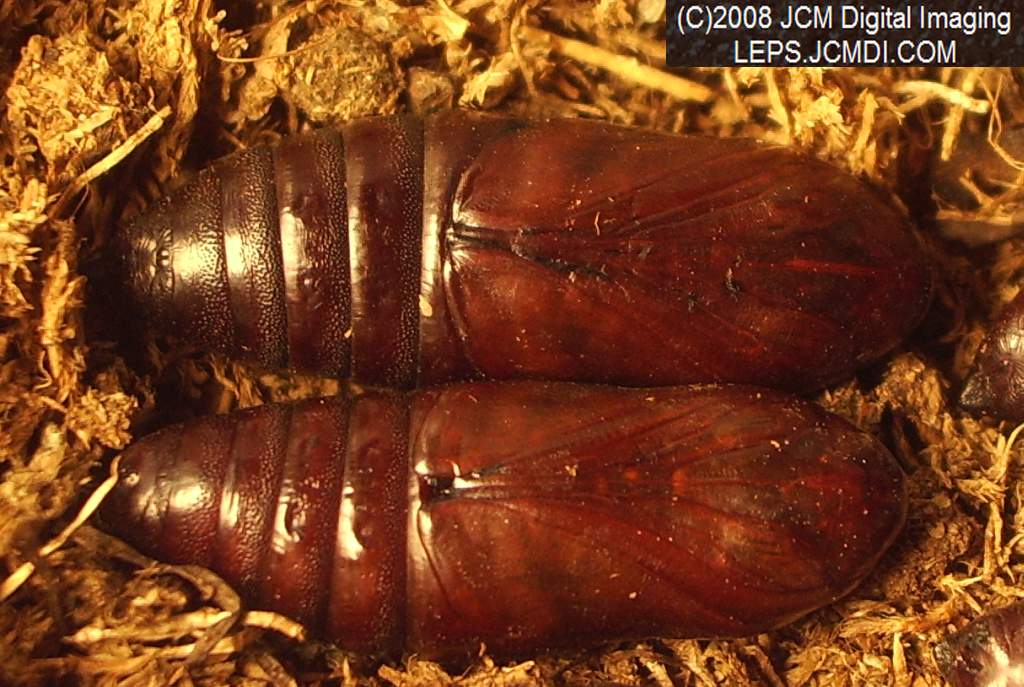 Arctonotus lucidus (Pacific Green Sphinx) Adult insect images and rearing documentary