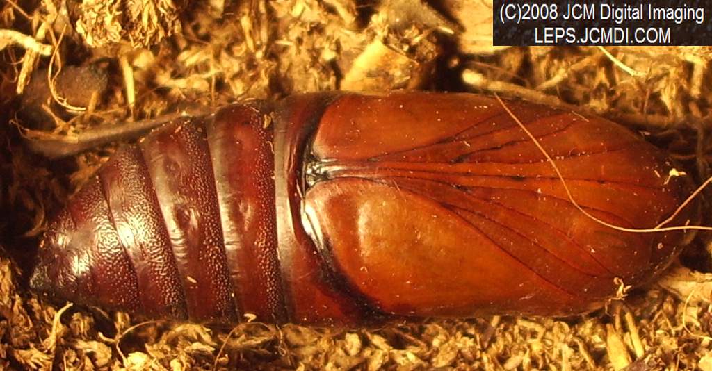 Arctonotus lucidus (Pacific Green Sphinx) Adult insect images and rearing documentary