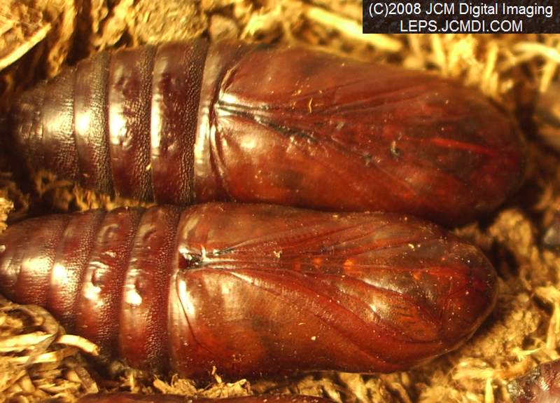 Arctonotus lucidus (Pacific Green Sphinx) Adult insect images and rearing documentary