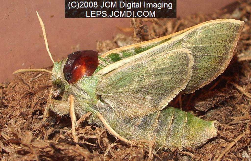 Arctonotus lucidus (Pacific Green Sphinx) Adult insect images and rearing documentary