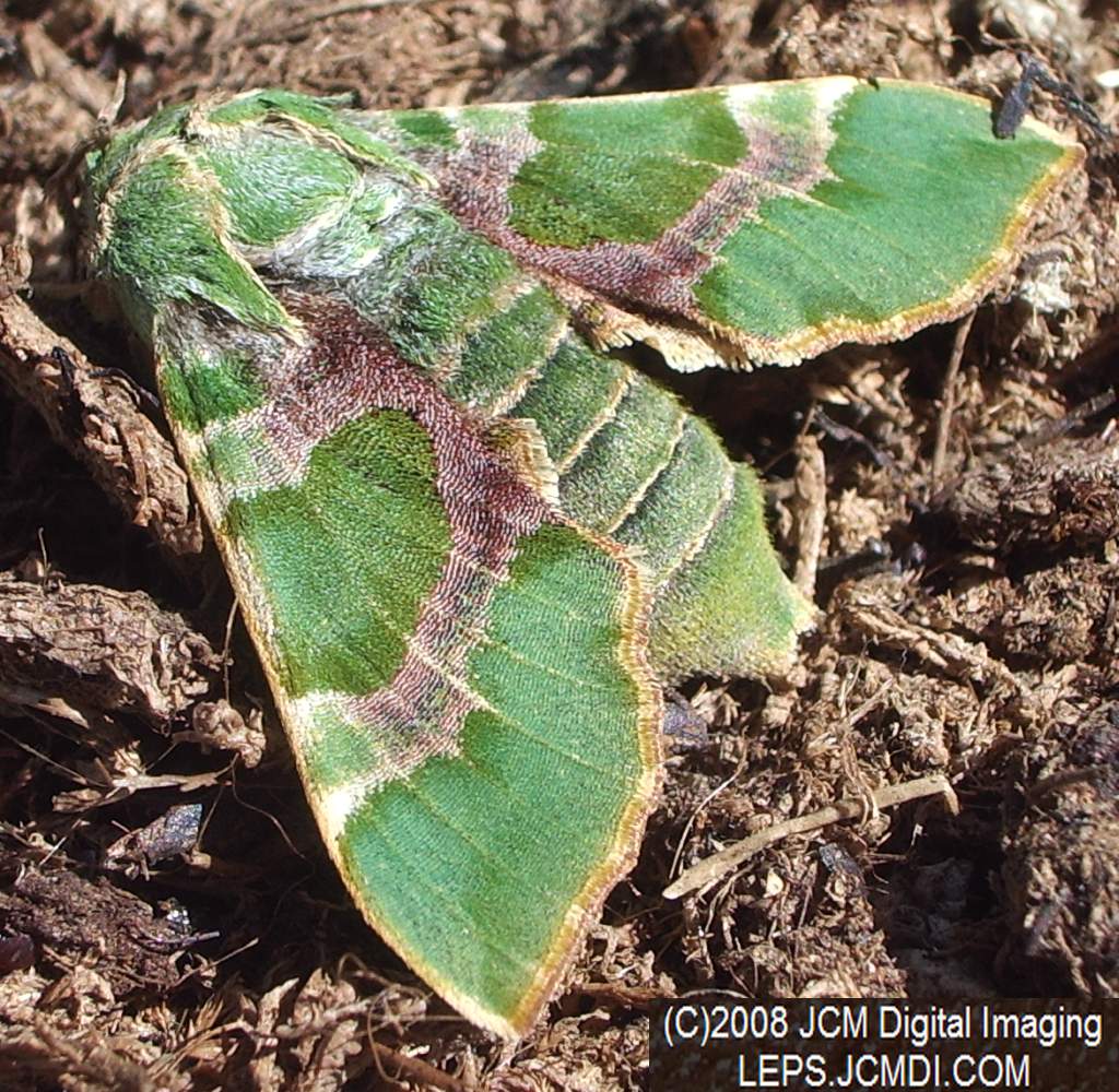 Arctonotus lucidus (Pacific Green Sphinx) Adult insect images and rearing documentary