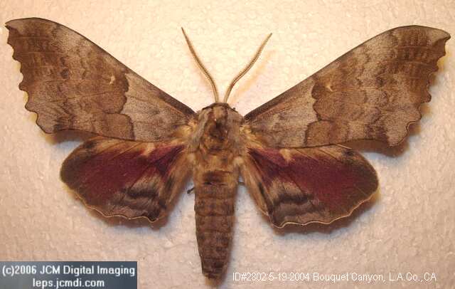 Pachysphinx occidentalis (Big Poplar Sphinx)