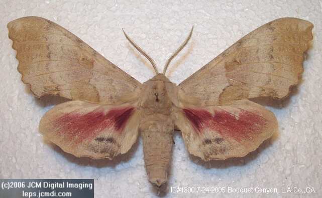 Pachysphinx occidentalis (Big Poplar Sphinx)