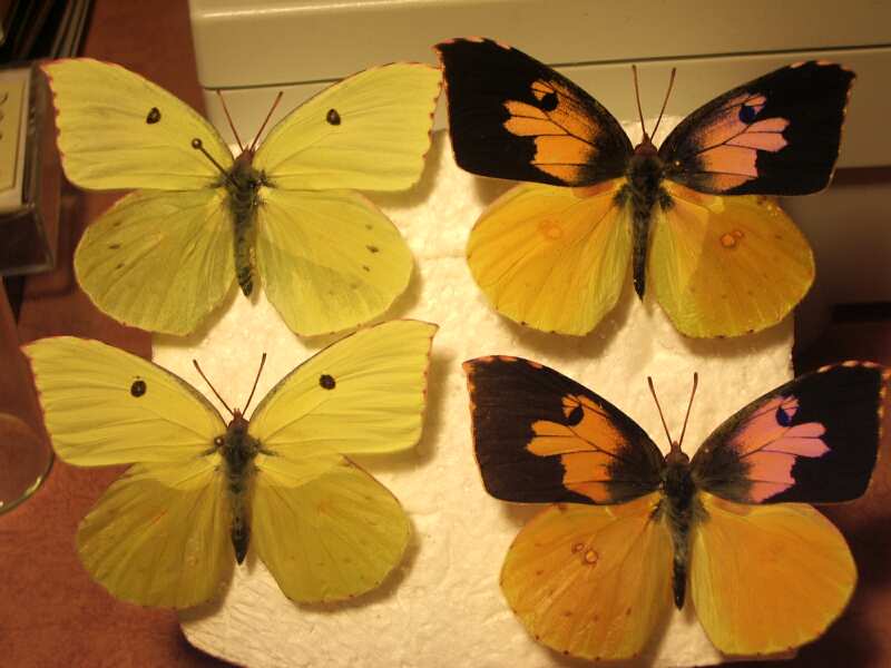 Butterfly moth lepidoptera wing degreasing techniues