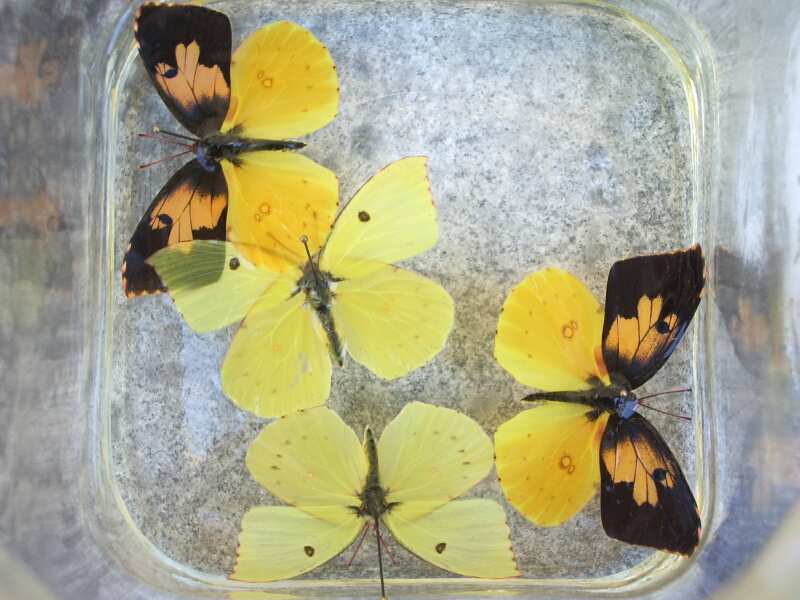 Butterfly moth lepidoptera wing degreasing techniues