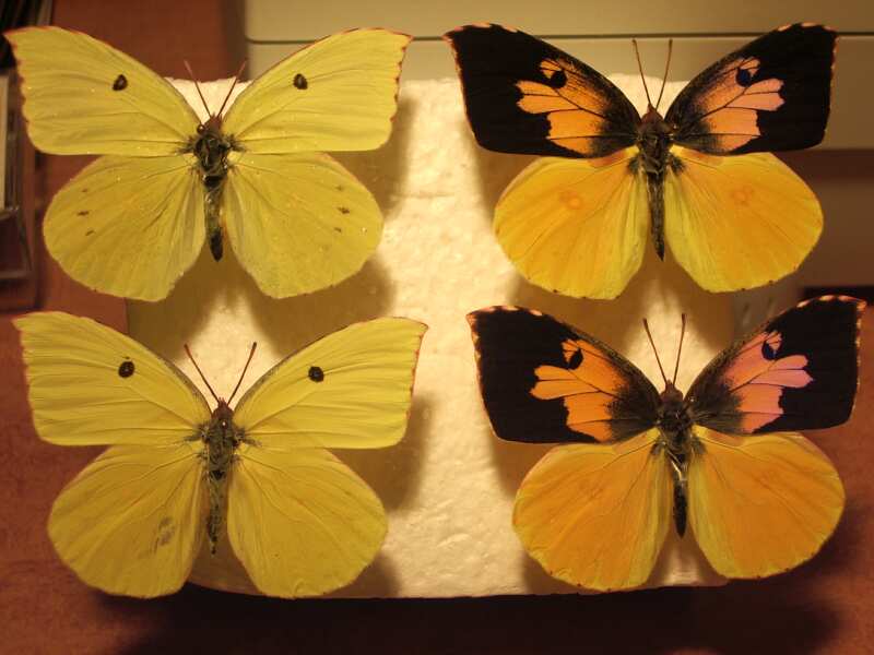 Butterfly moth lepidoptera wing degreasing techniues