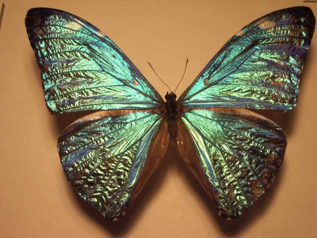 Butterfly moth lepidoptera wing degreasing techniues