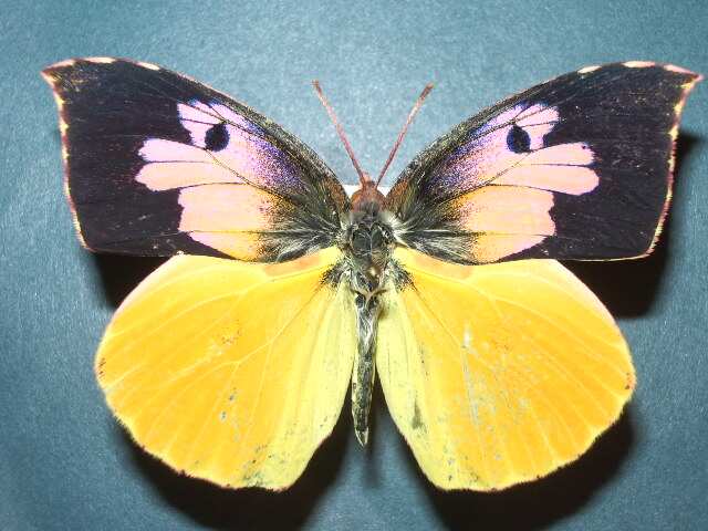 Butterfly moth lepidoptera wing degreasing techniues