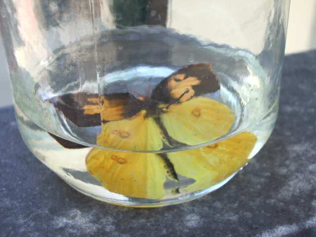 Butterfly moth lepidoptera wing degreasing techniues