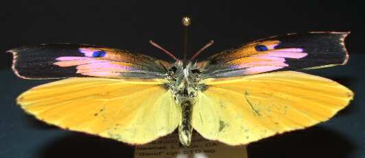 Butterfly moth lepidoptera wing degreasing techniues