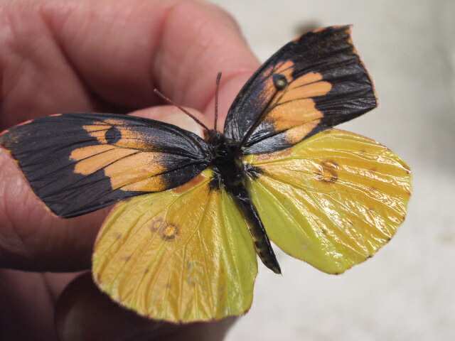 Butterfly moth lepidoptera wing degreasing techniues