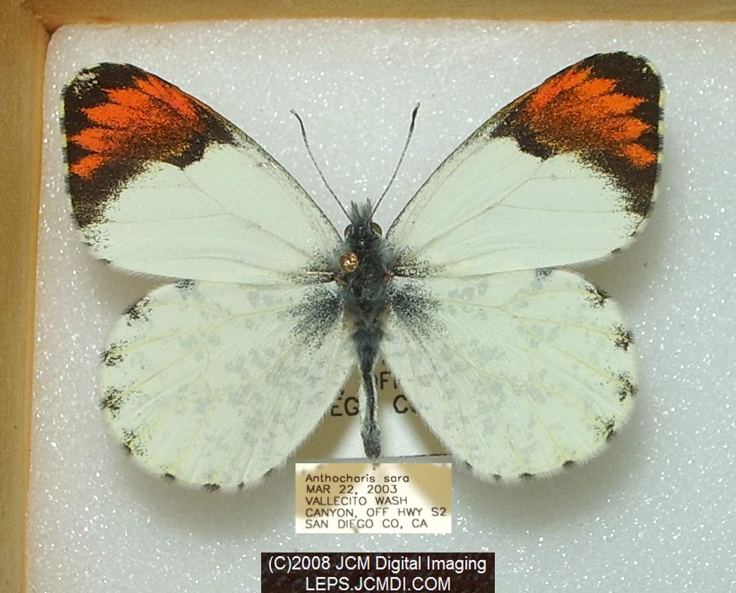 imgq6706.jpg