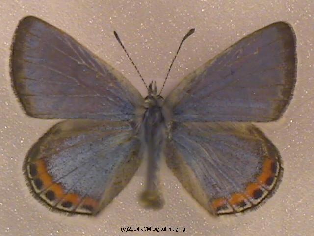 Plebejus acmon (Acmon Blue Butterfly) image