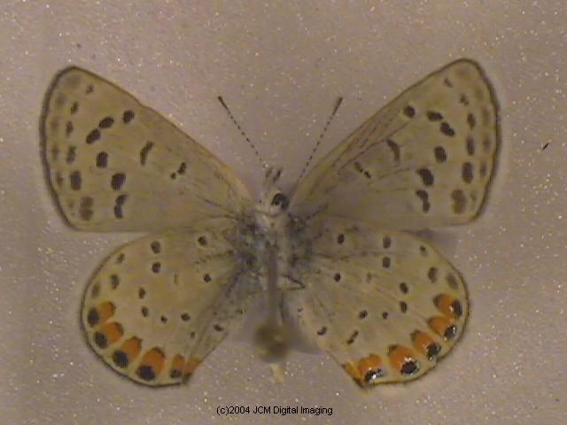 Plebejus acmon (Acmon Blue Butterfly) image
