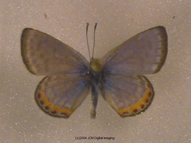 Plebejus acmon (Acmon Blue Butterfly) image