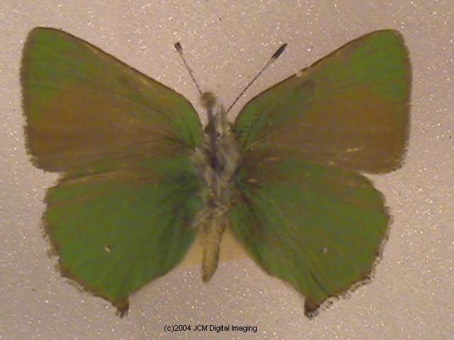 Callophyrs dumetorium dumetorium (Bramble Hairstreak) images