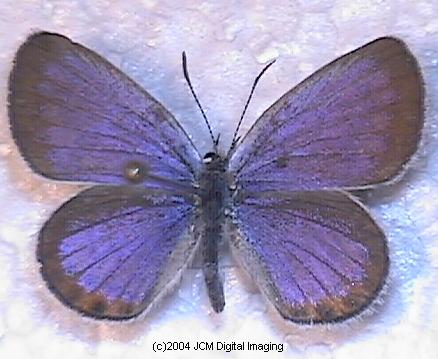 Plebejus emigdionis (San Emigdio Blue Butterfly) image