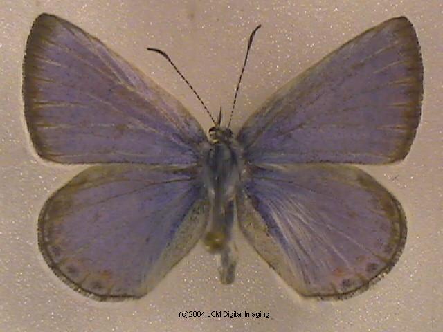 Plebejus icarioides evius (Evius Blue Butterfly)