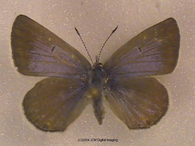 Plebejus icarioides evius (Evius Blue Butterfly)