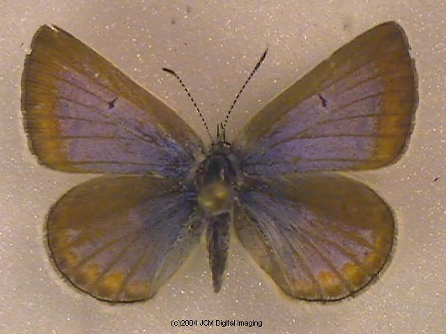Plebejus icarioides evius (Evius Blue Butterfly)