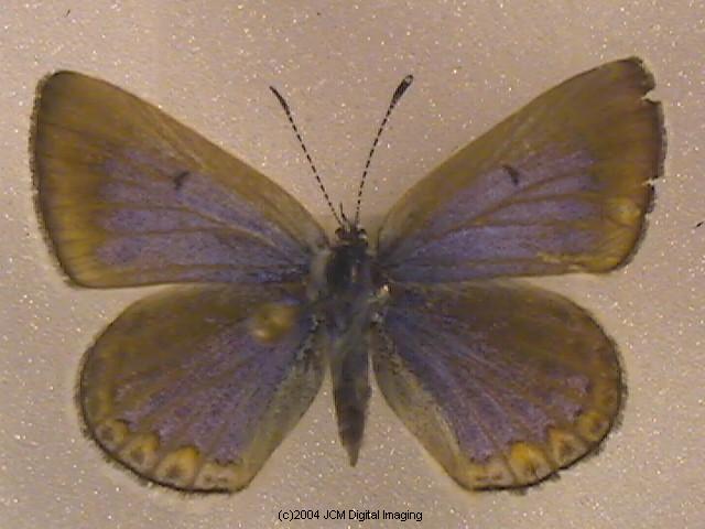 Plebejus icarioides evius (Evius Blue Butterfly)